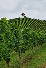 Wendelgard Sage: Rebhäuschen in den Weinbergen Haltnau