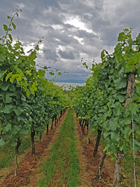 Blick vom Weinberg zum Bodensee