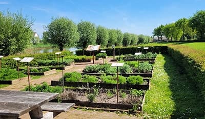 Kräutergarten Burg Doornenburg